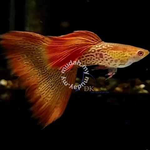 Albino Red Lace Guppy Fish - Pets For Sale In Ayer Itam, Penang