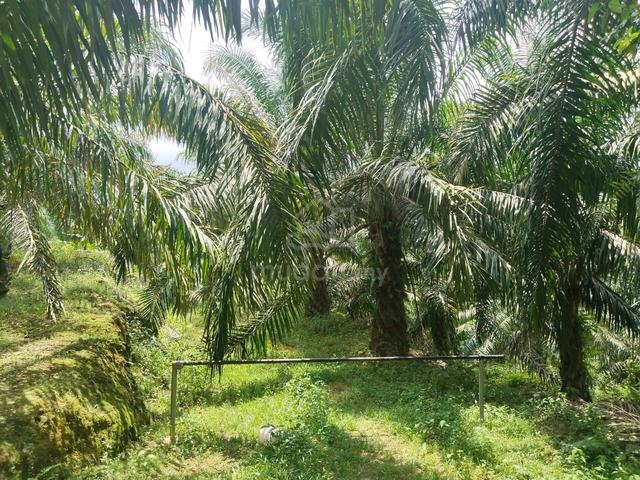Tanah 5.9 ekar di Lakai, Air Baning, Jelebu, Negeri Sembilan 1