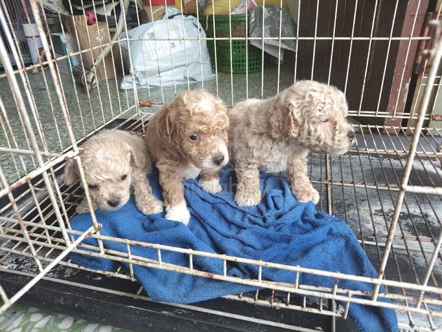 toy poodle male. small side  - photo 4 of 6
