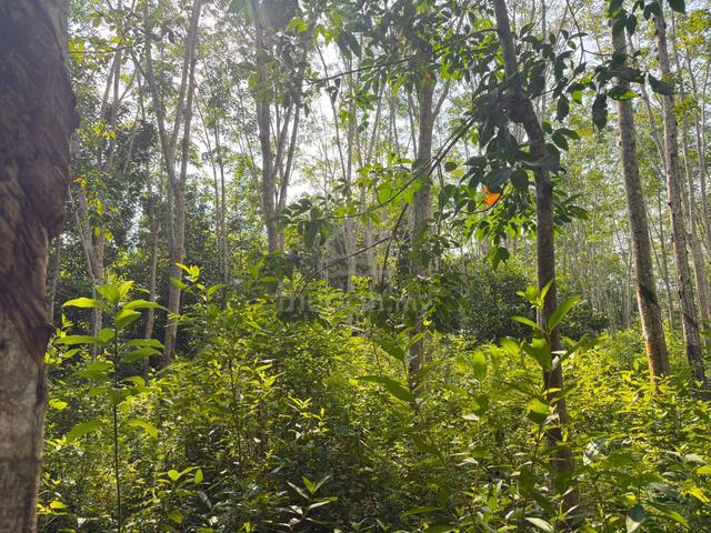 Tanah Kebun Getah Di Kupang, Baling, Kedah 1