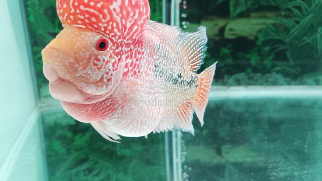 flowerhorn kamfa 2 tone - photo 2 of 6