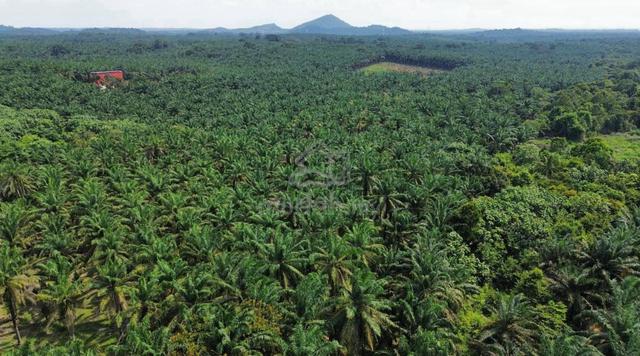 For Sale Agriculture Land Kota Tinggi 1