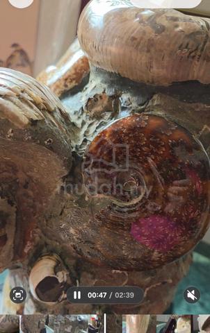 Madagascar Large Ammonite clusters with stand. - photo 6 of 6
