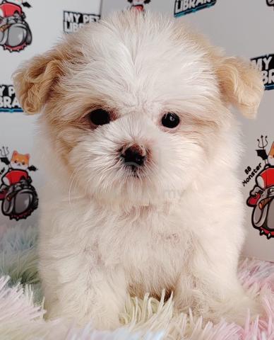 v32 crazy shih tzu puppy dog - Pets for sale in Puchong, Kuala Lumpur