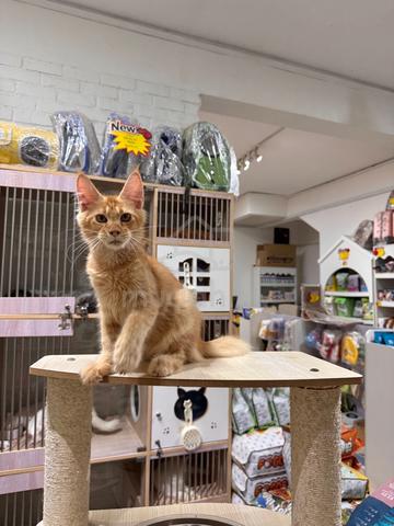 can send Singapore red mainecoon cat kitten - photo 6 of 6