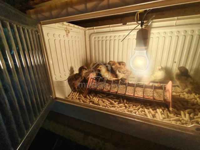 Carousel Image