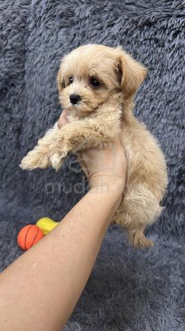 MaltiPoo (Maltese mix Poodle) 马尔泰 马尔济斯混泰迪贵宾 - photo 2 of 4