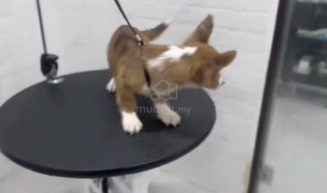 Carousel Image