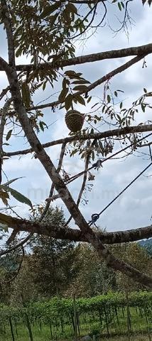 Durian Land Yong Peng 1