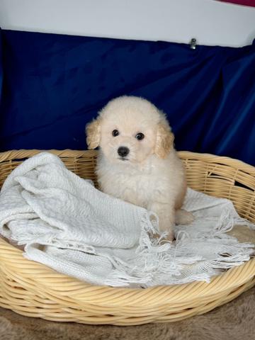 Tiny Poodle White Color with MKA - Pets for sale in Setia Alam, Selangor