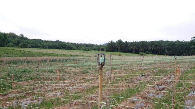 5 ekar Freehold Land Nearby A Famosa Alor Gajah Melaka For Sale.h 1