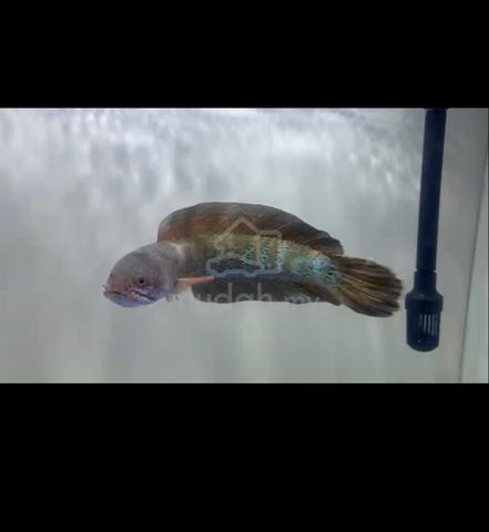 Carousel Image