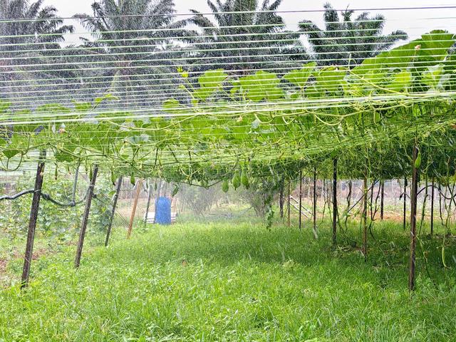 7.45 acres Agriculture freehold Land, Jimah-Sendayan, Port Dickson, N9 1