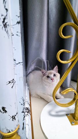 Carousel Image
