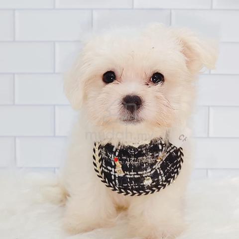 马尔济斯 MALTESE￥ maltese 宝宝 Ym0128My - Pets for sale in Bangsar, Kuala Lumpur