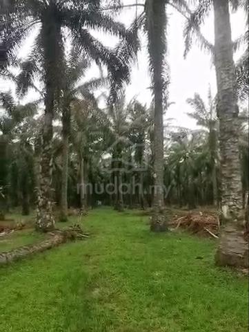 Ayer Tawar 6 Acres Freehold Mature Oil Palm Land Direct Owner 1