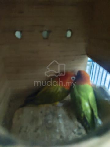 Lovebird - photo 5 of 5