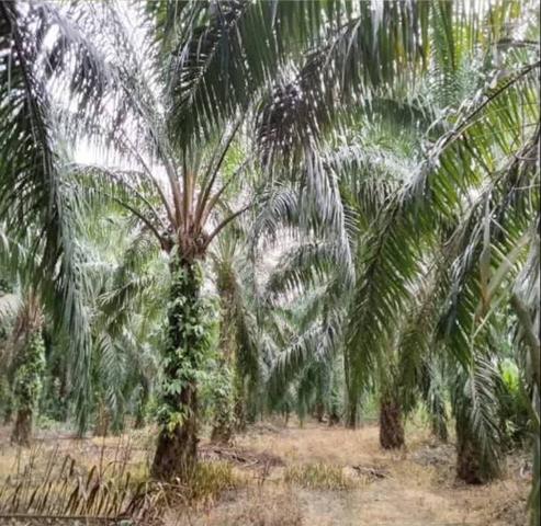Tanah Kebun Sawit Untuk Dijual 1