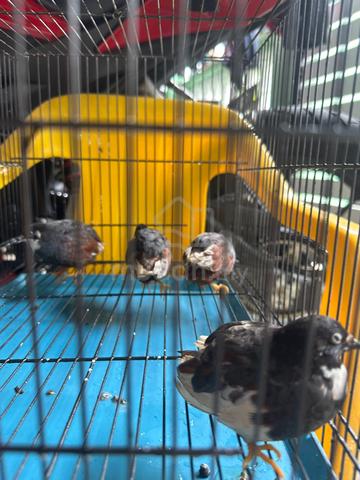 Puyuh Mini untuk dijual rm10 seekor - photo 5 of 5