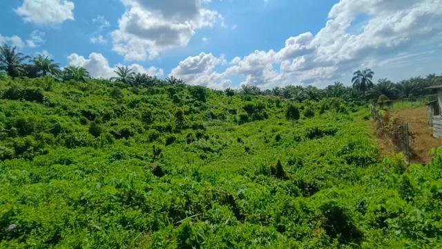 Tawau Agricultural Land with High Appreciation potential 1