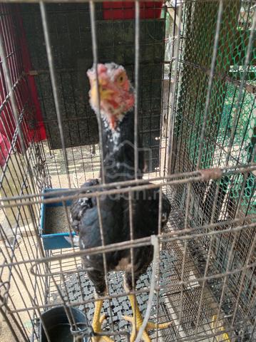 Carousel Image