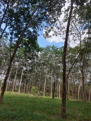 Kota Tinggi Kg Mawai Baru Agricultural Land for Sale 1