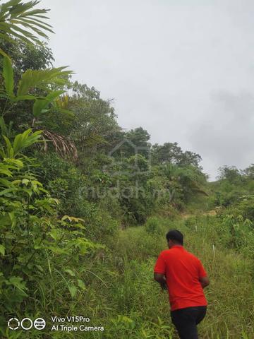 [URGENT] Tanah Sawit Terbiar Freehold 6.6 ekar Kuala Lipis Agriculture 3