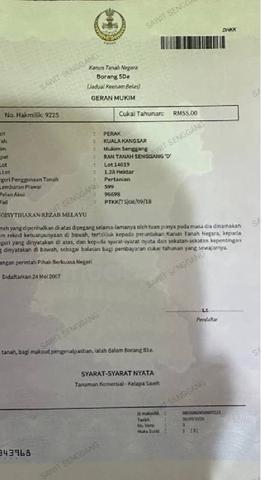 Tanah Kebun Sawit Pokok Muda di Senggang, Kuala Kangsar, Perak 1