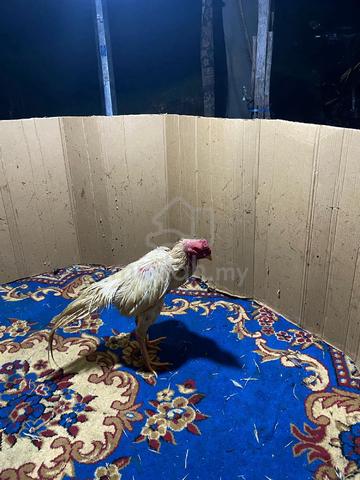 ayam  sabung  - photo 2 of 3