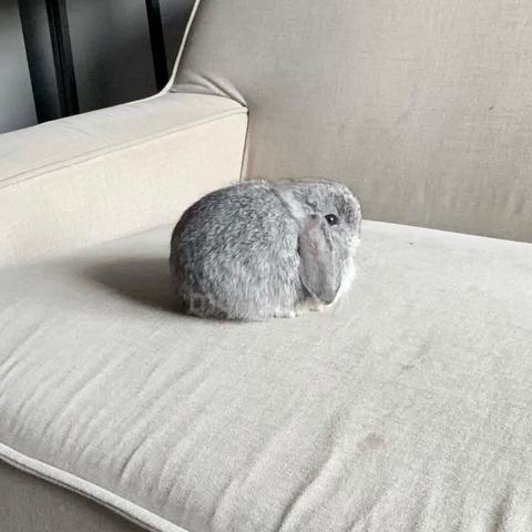 Holland lop bunny ear lop rabbit arnab - photo 2 of 3