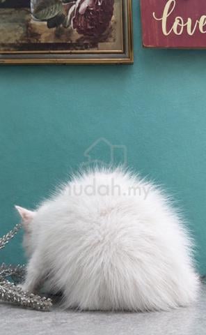 Scottish mix parsi kitten - photo 2 of 3