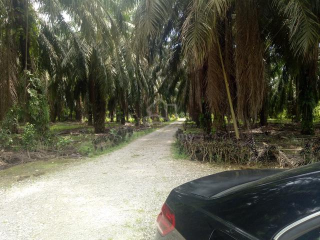 Agri land in teluk intan for sale 1