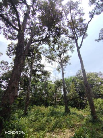 Dusun durian 1 ekar beserah 1