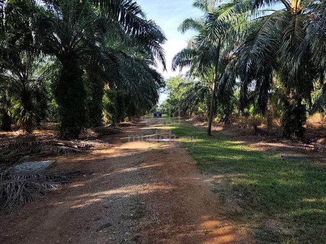 Tanah Pertanian Sg Lang Banting 1