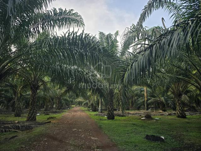 21 acres 4 Yeas Oil Palm and Birdnest House Sedili Besar Kota Tinggi 1