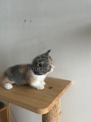 munckhin Calico - photo 2 of 3