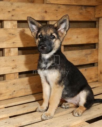 German Shepherd Puppy - photo 2 of 2