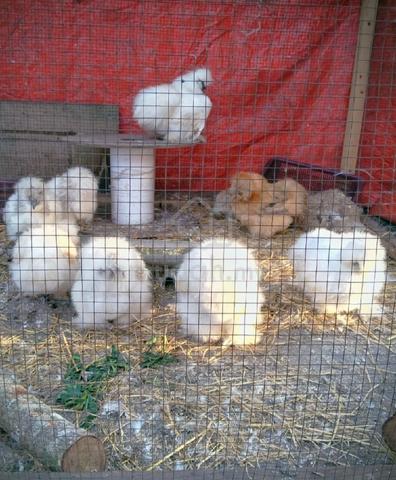 ayam silkie us silkie chicken - photo 2 of 6