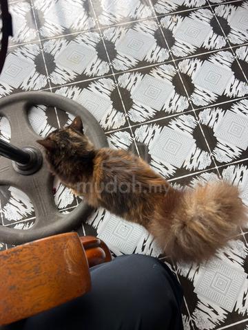 Carousel Image Selected