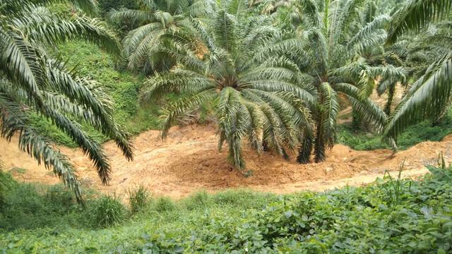 Oil Palm CL Land - Sook (92.12 ac) 1