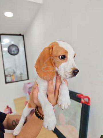 Beagle puppy female - photo 2 of 2
