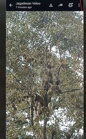 Matured Premium Old Kampung Durian 50 to 60 Years Old. 1