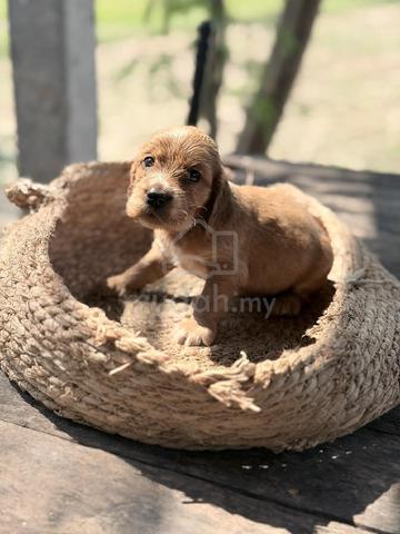 Carousel Image Selected