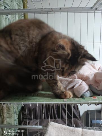Brown Tabby Kitten - photo 6 of 6