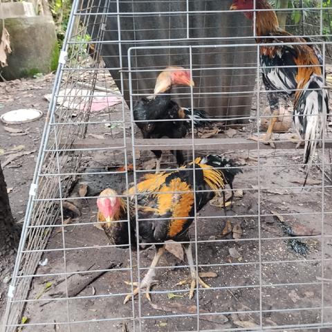 Ayam ratu murah - photo 3 of 3