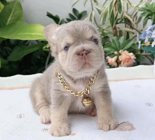Carousel Image