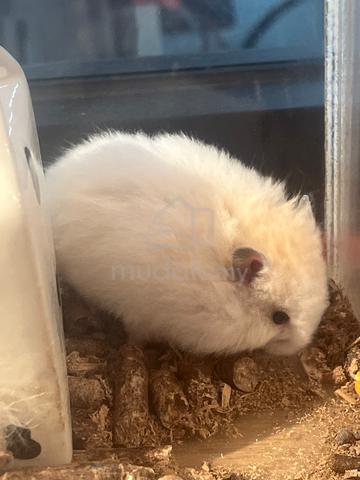 Carousel Image Selected