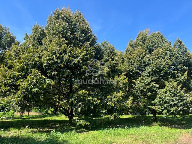 Batang Kali 3.8acres agriculture land For Sale 1