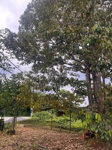 Tanah Tapak Rumah Homestay Rapat Jalan Sera Baling 1