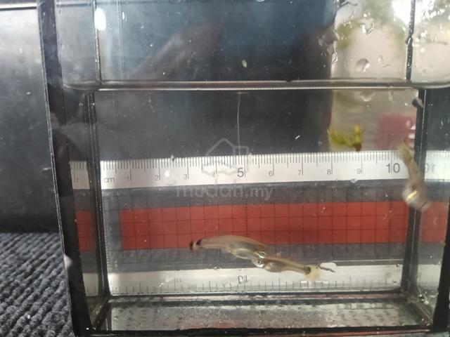 guppy - photo 4 of 4